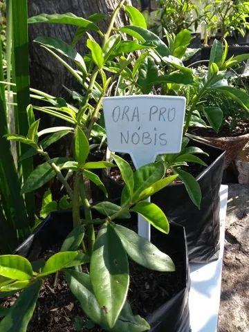 MUDAS DE ORA PRÓ NOBIS E PANCS  - Foto 2