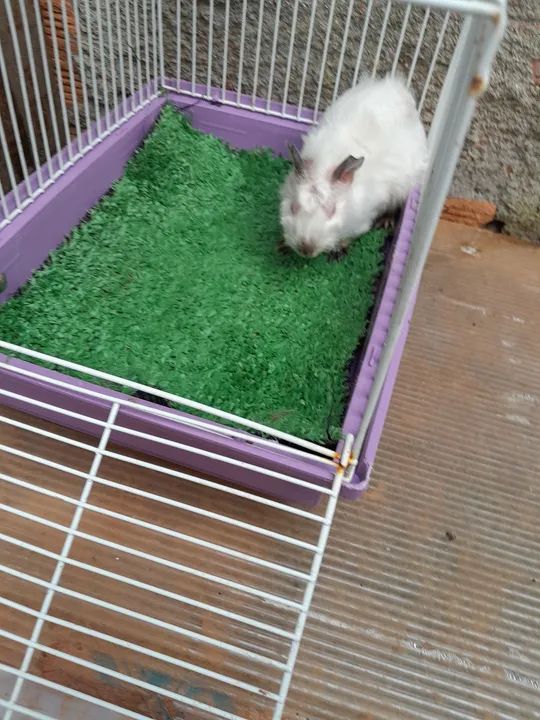 Porquinho lindos filhote  - Foto 4