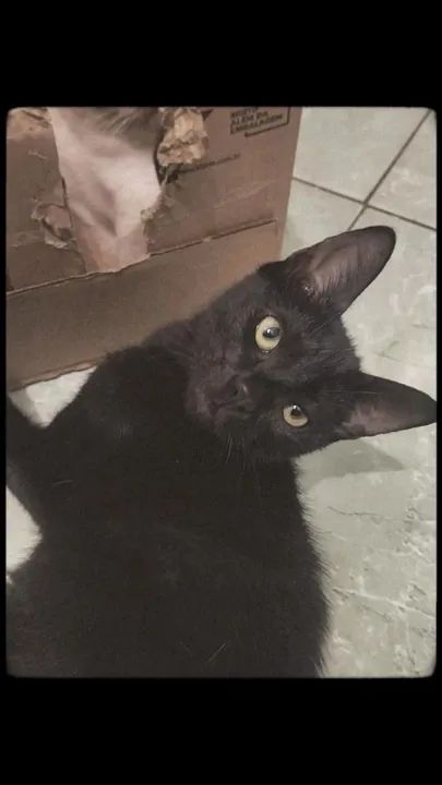 Gatinho preto disponível para adoção - Foto 2