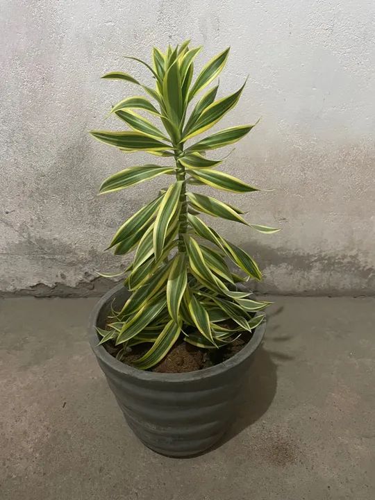 Plantas para Decorar seu Lar !