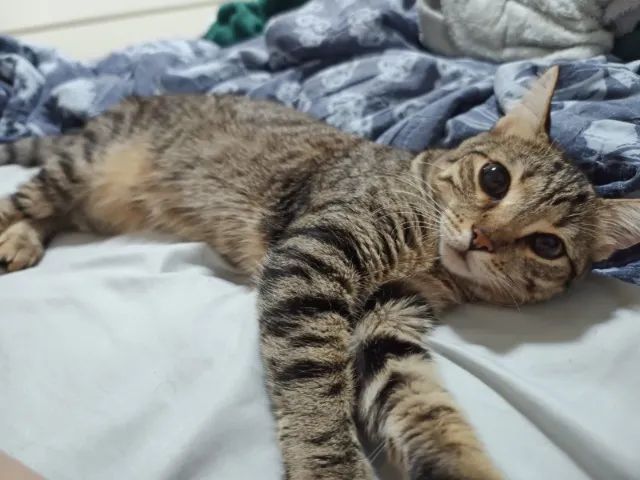 Gata castrada e vacinada - Foto 4