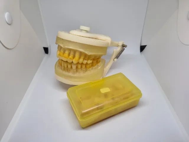 Manequim Odontologico + Boca de Reposição