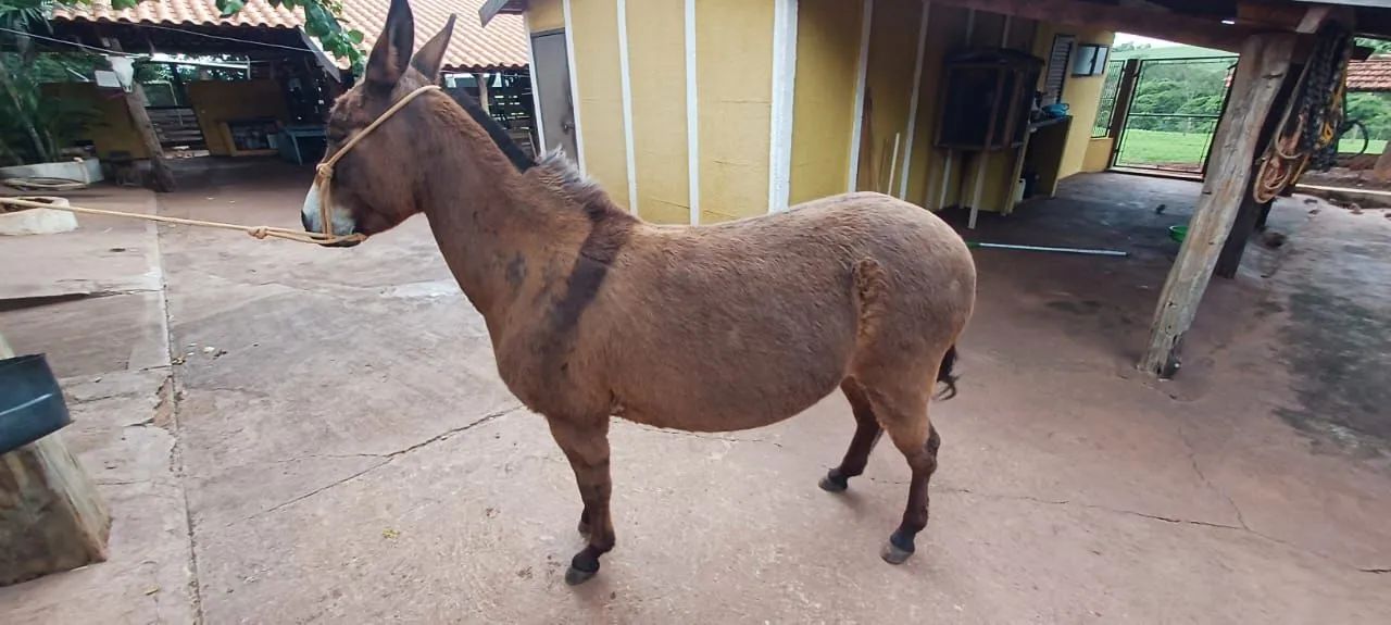 Mini Mula ,Mansa de cela e charrete - Foto 4