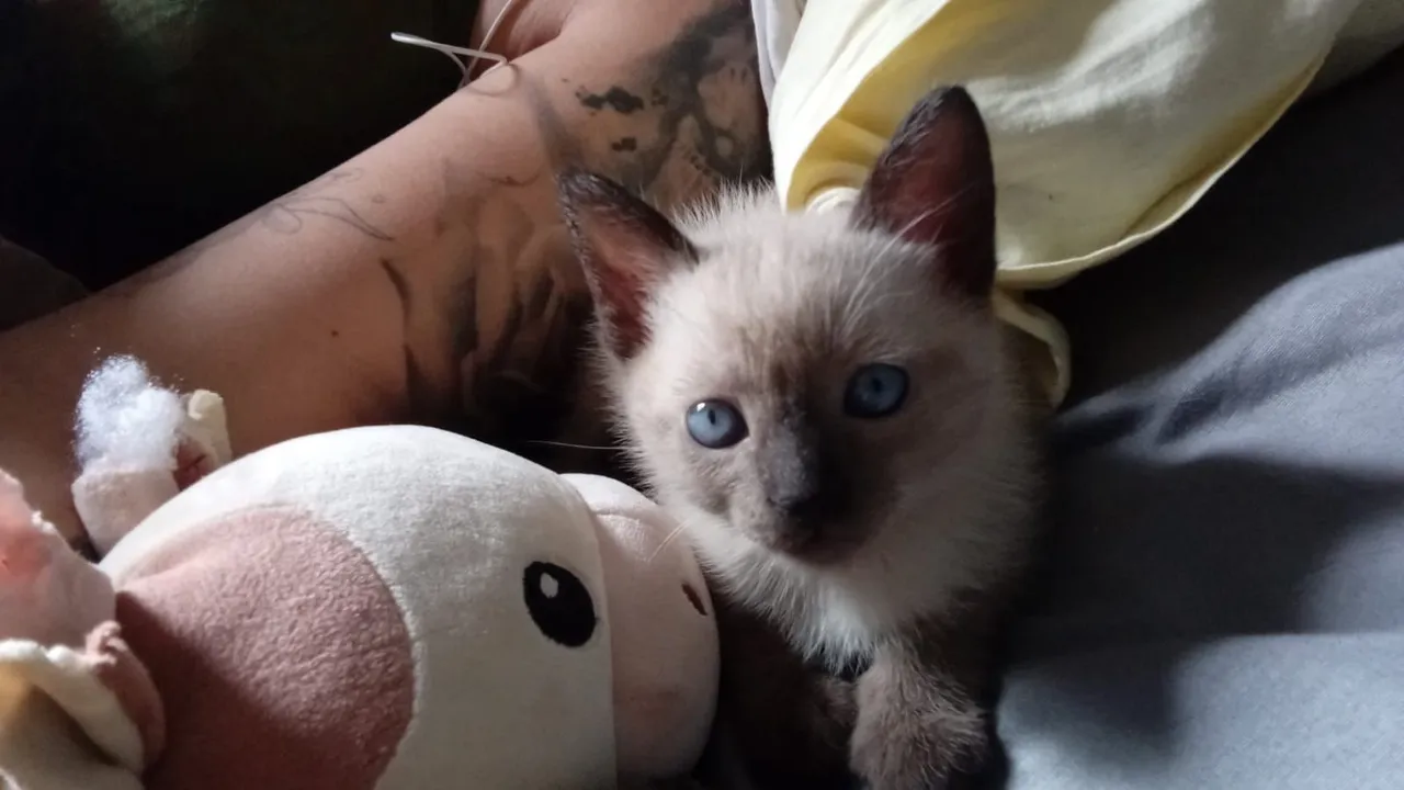 Gatinha siamês doação responsável