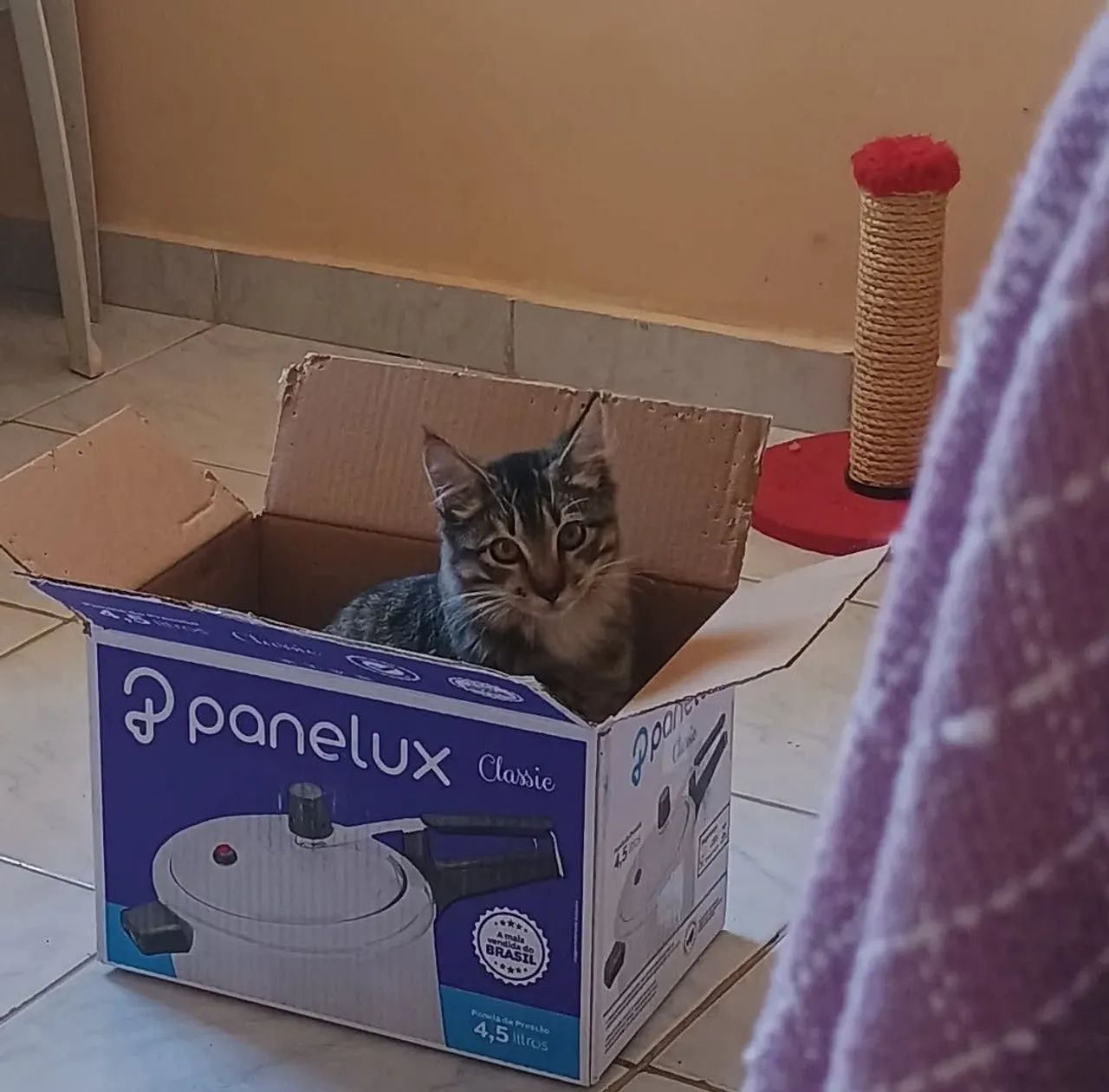 Gata castrado para doação  - Foto 5