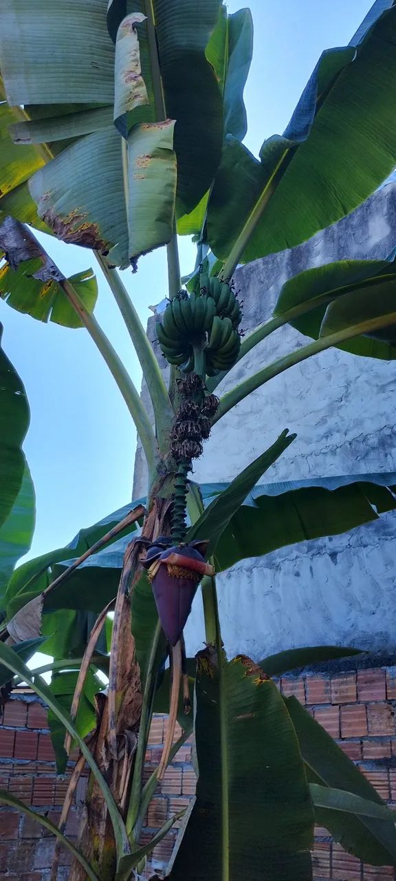 Mudas de LIMÃO TAITI, Acerola e Bananas Baier e prata e coco apartir de 25,00 - Foto 2