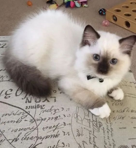 Ragdoll Filhotes Adoráveis na Cor Creme Colorpoint - Foto 2