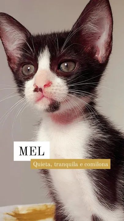 Gatinhas para Adoção Castradas