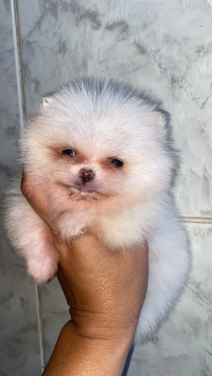 Lindo Lulu da Pomerania
