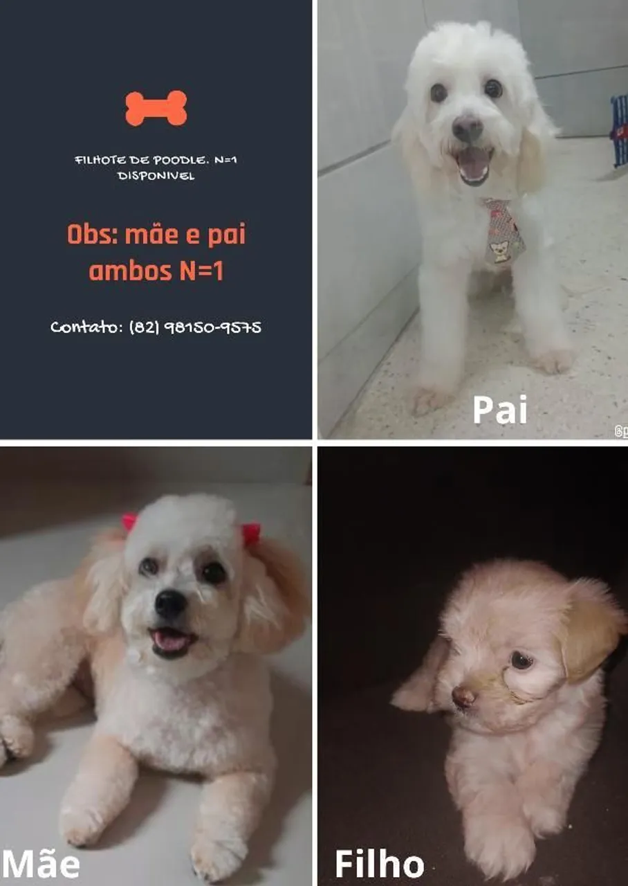 Poodle fêmea disponível