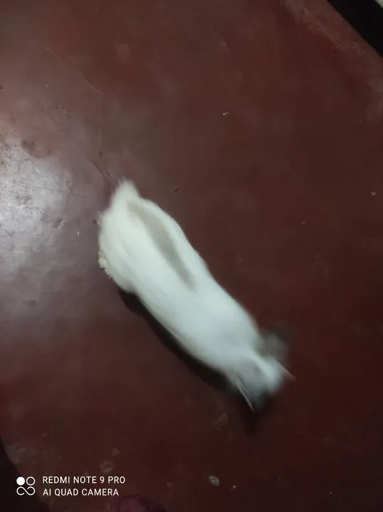 Coelhinho Lion Branco - Foto 4