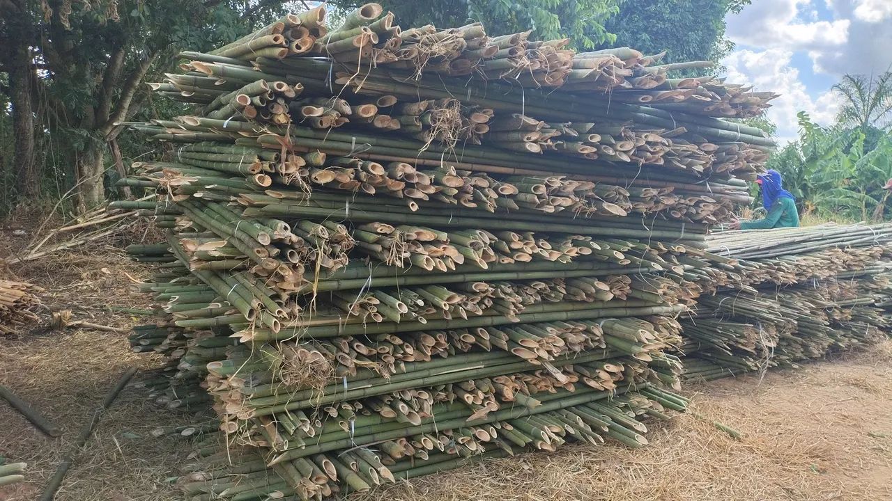 Bambu para plantar tomate ? - Foto 3