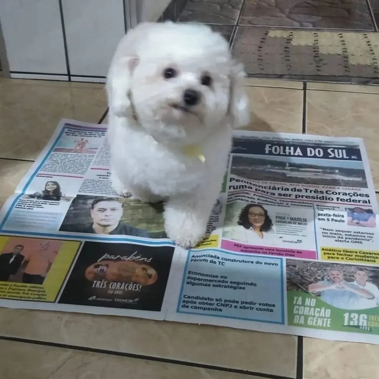 Jornal para pet ,embalagens, etc...
