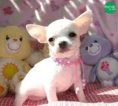 chihuahua machos e femeas lindos perfeitos 