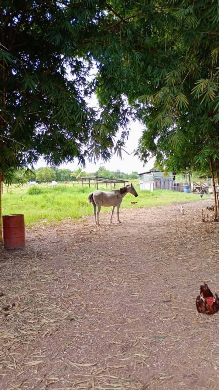 Cavalo vendo  valor  2000 - Foto 2