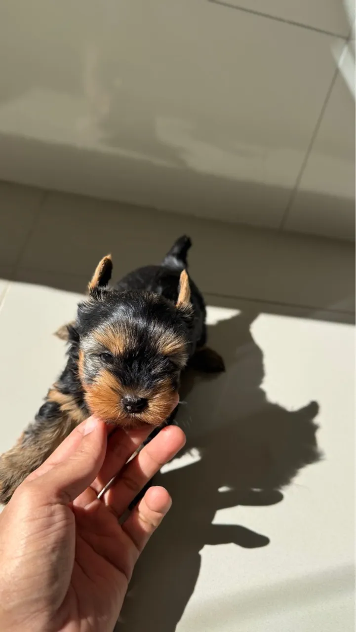 Filhote de Yorkshire Terrier Fêmea e Macho