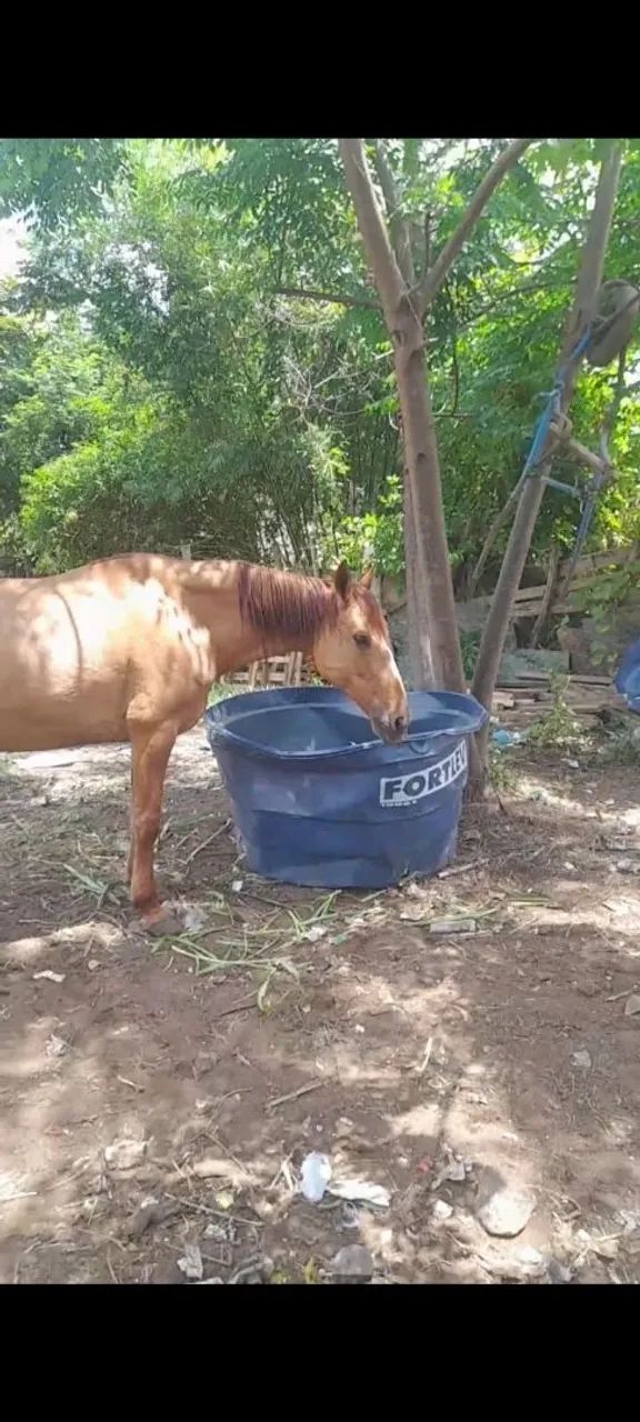 Vendo egua campolina com potra no pé  - Foto 3
