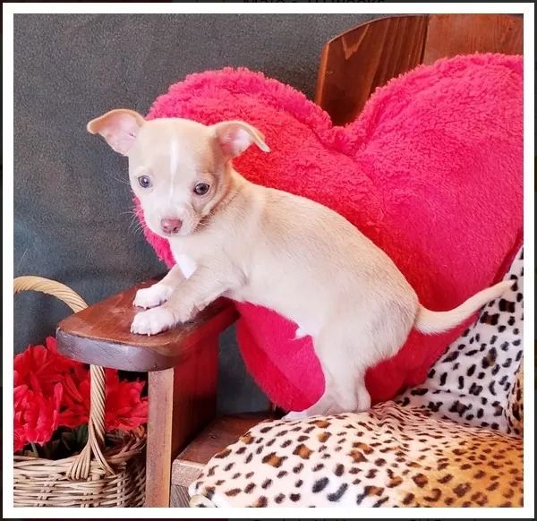 Chihuahua Macho Chocolate Leal e Adorável!