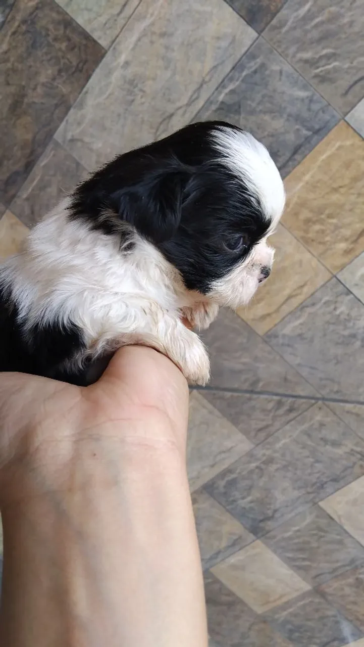 Filhotes Shih Tzu - Pelagem Bicolor