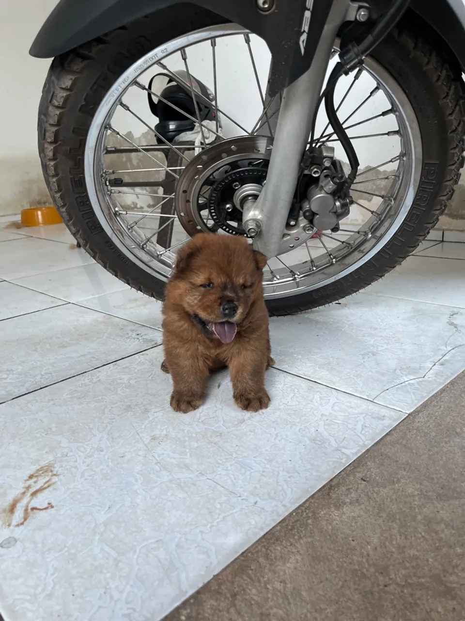 Filhote de Chow Chow