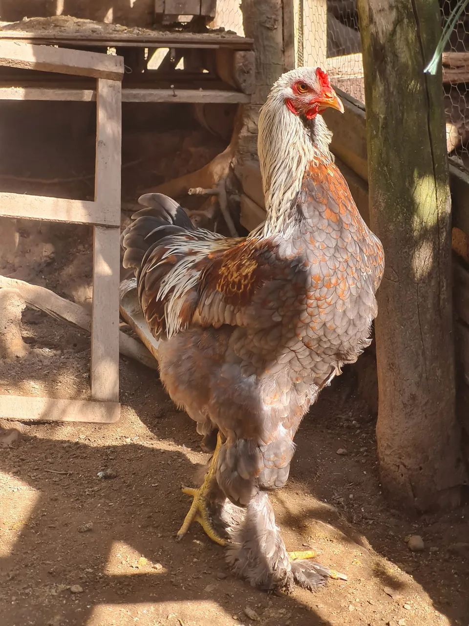 Frangos e frangas Brahma -