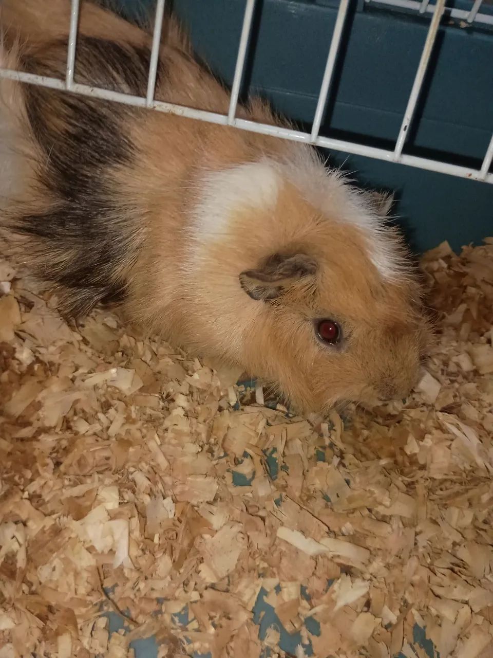 Porquinho da índia  - Foto 2