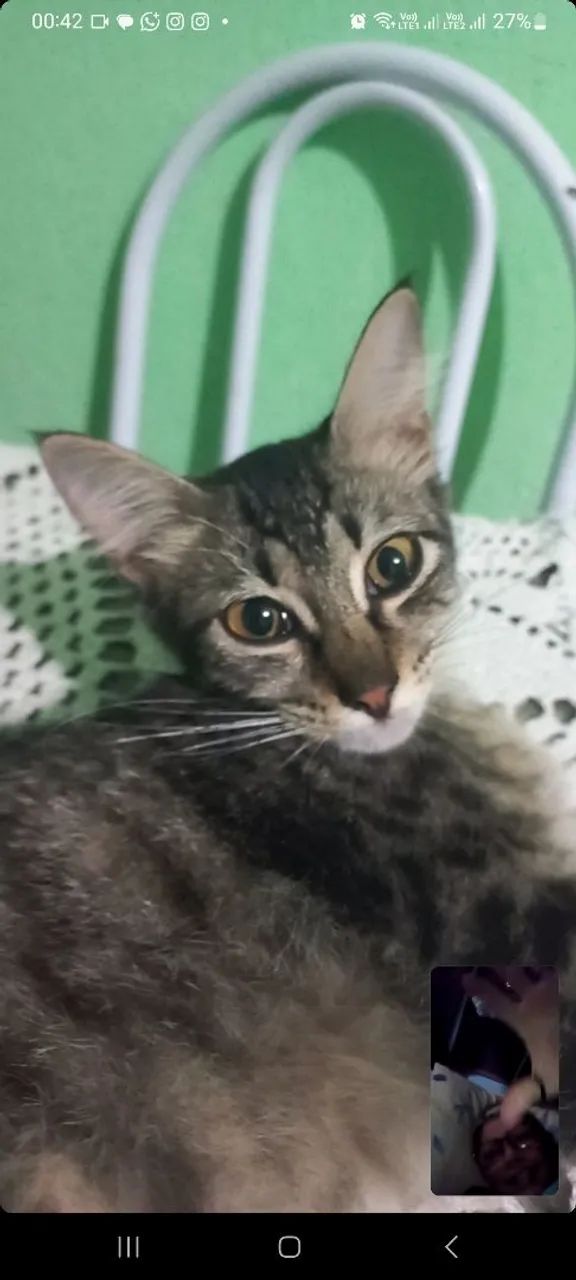 Gatas para doação 0800 de graça free grátis  - Foto 4