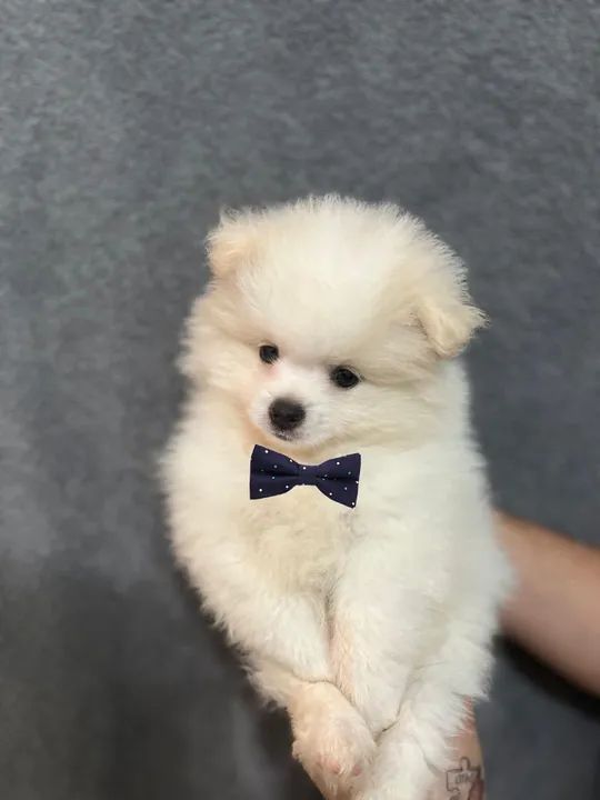 Filhote de Spitz Alemão com linhagem  - Foto 2