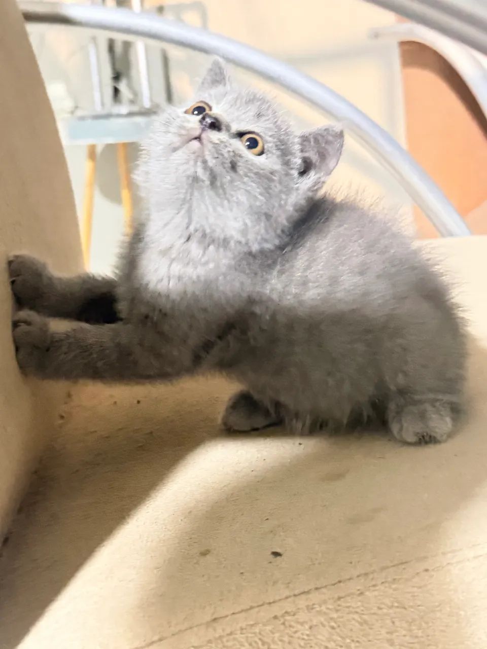 Vendo filhotes de gato British short hair - Foto 5