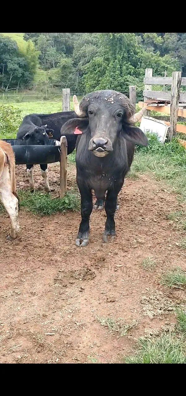 Bezerro da raça búfalo - R$ 2500