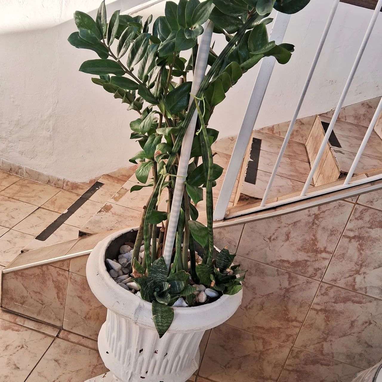 Planta em vaso, zamioculcas e jade,  atrai prosperidade,  riqueza, intuição 