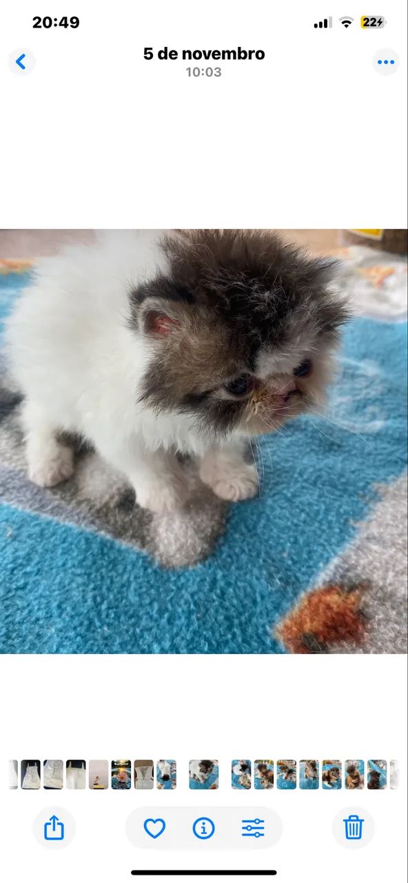 Filhotes de gato persa