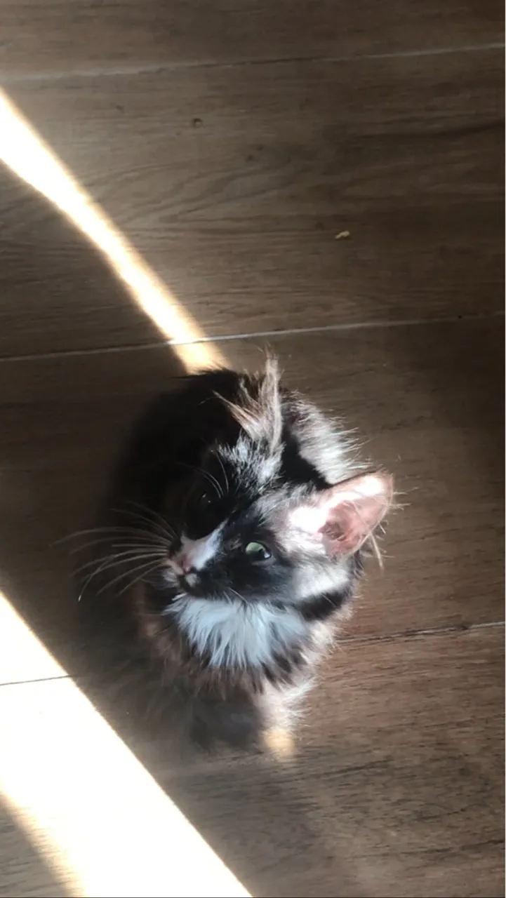 GATINHA RESGATADA