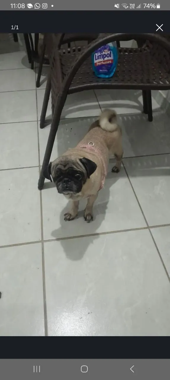 Filhote de Pug vendas