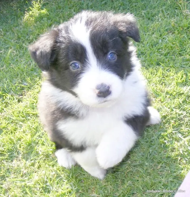 Border Collie Filhotes com garantia de saúde e pré-adestramento