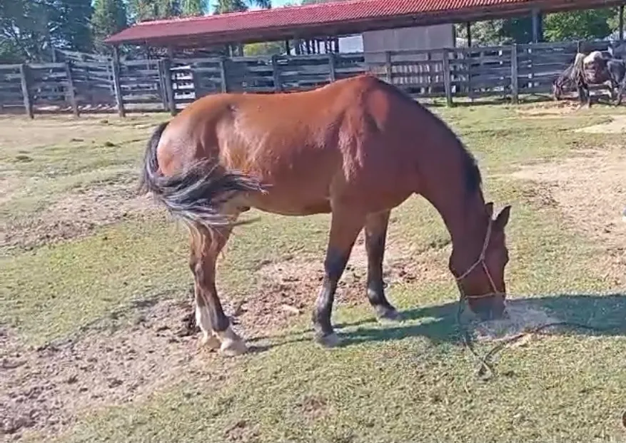 Cavalo Quarto de Milha 