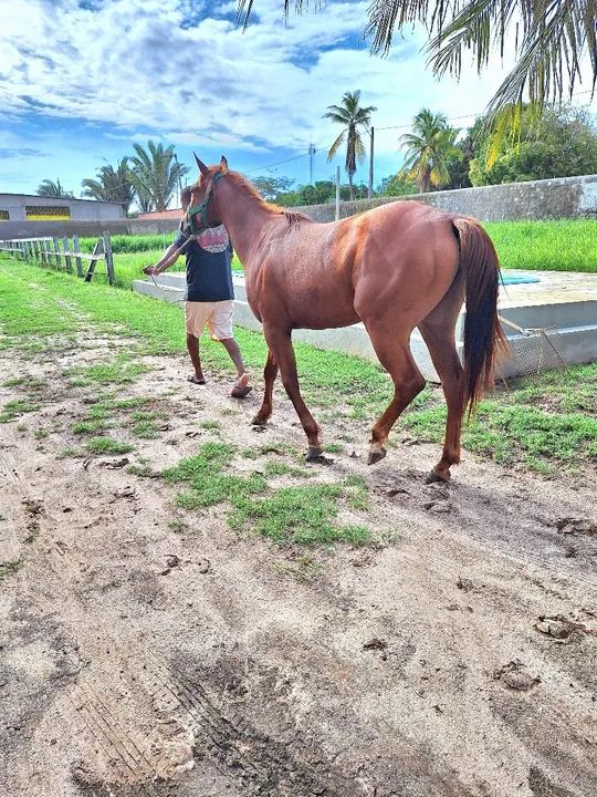 Quarto de Milha para venda