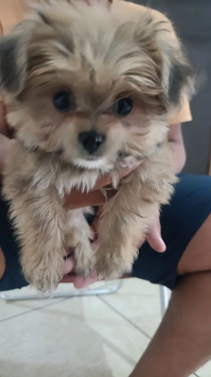 Filhote de Shi Tzu misturado com Spitz alemão