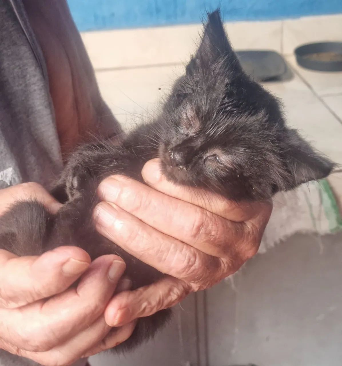 Doação de filhotes de gatos.  - Foto 4