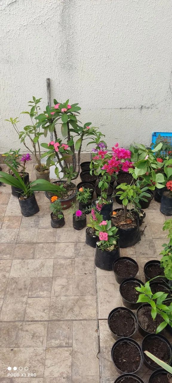 Mudas de plantas ornamentais e outras 