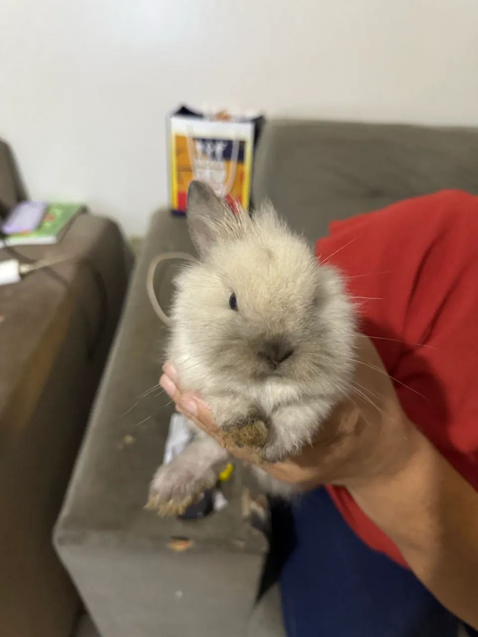 Mini Rabbit64684501808643125