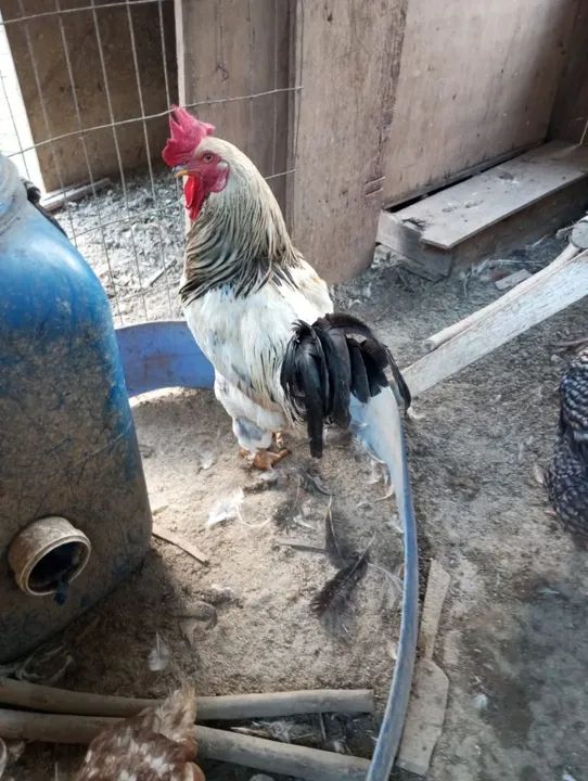 Galo caipira com brama  - Foto 3