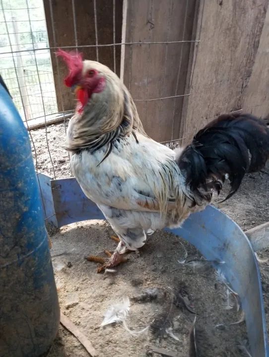 Galo caipira com brama  - Foto 2