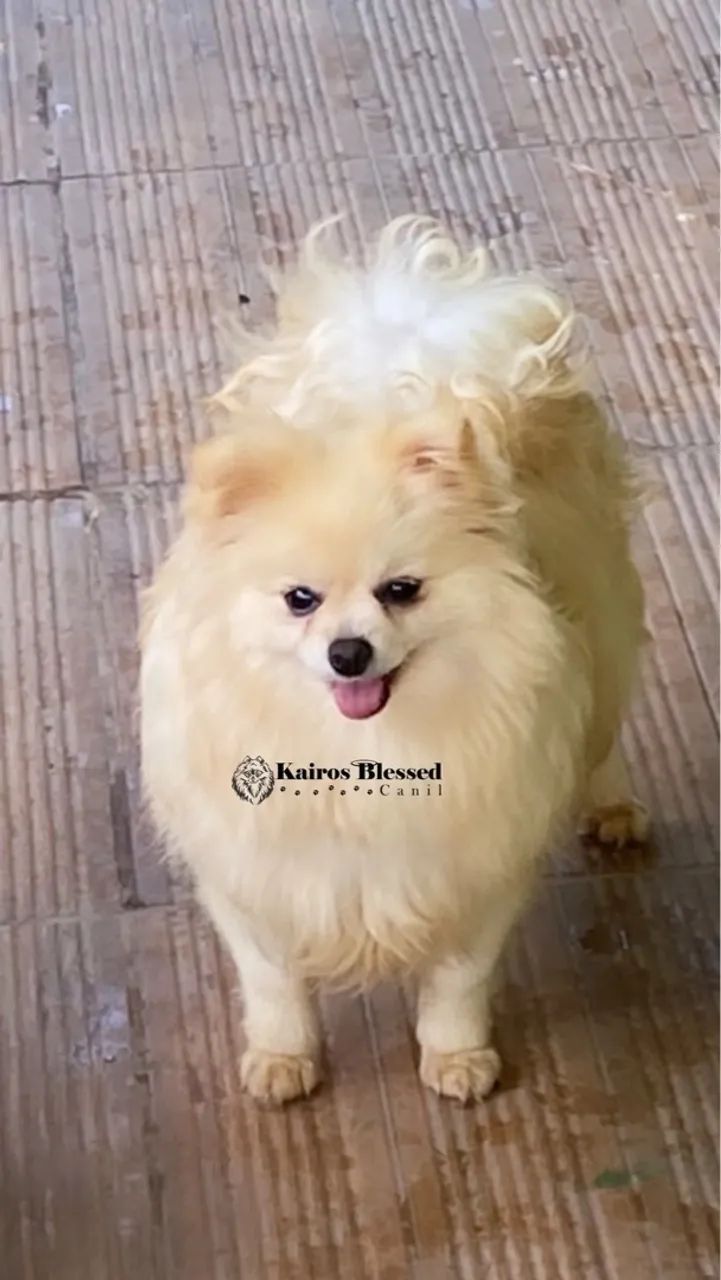 Alto padrão  spitz alemão  - Foto 5