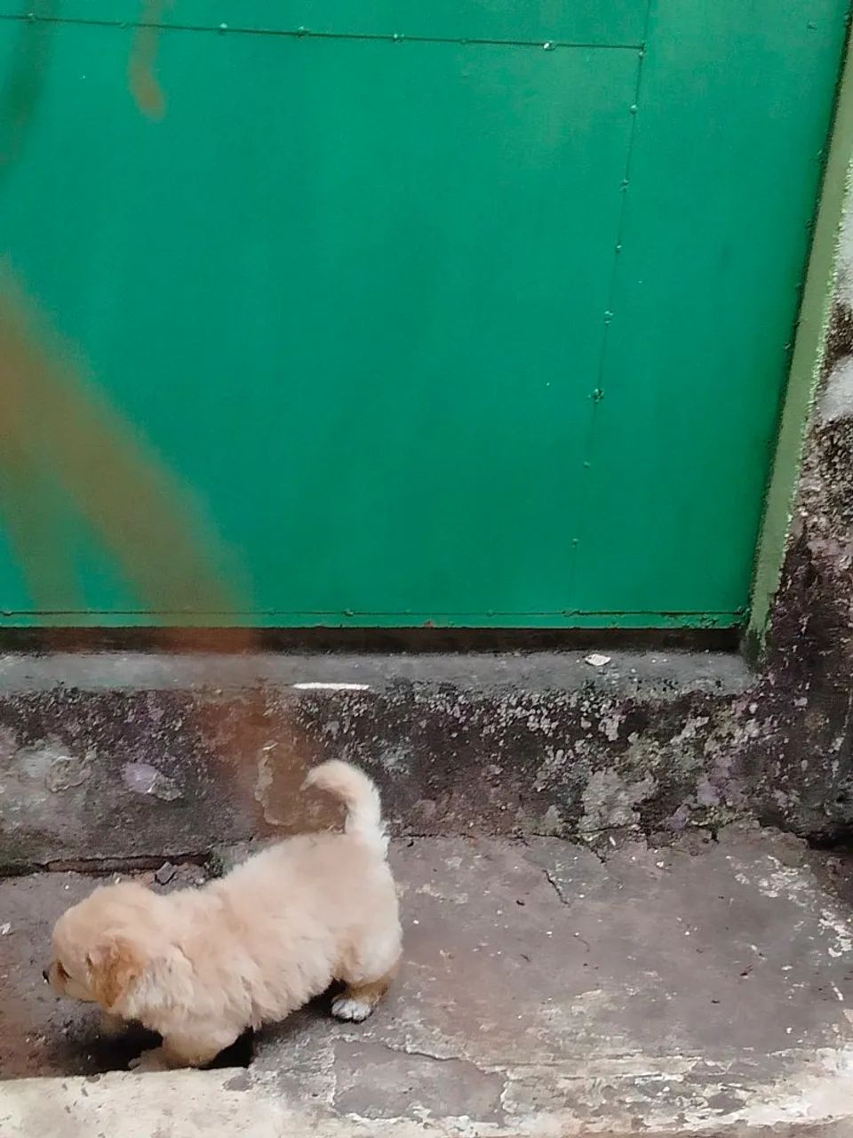 Poodle machinho - Foto 3