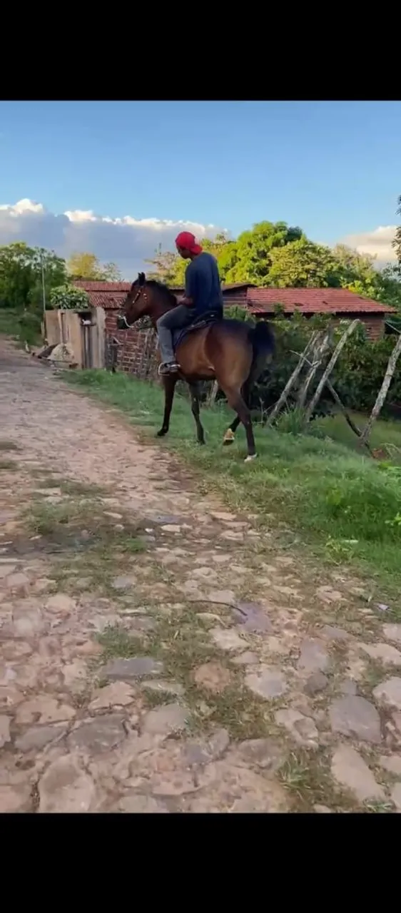 Vende-se ou troca égua quarto de milha de vaquejada