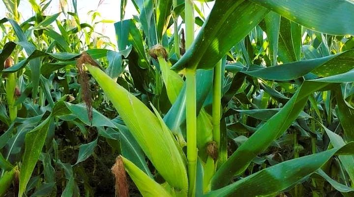 MILHO VERDE FRESCO - DIRETO DA ROÇA PARA SUA MESA! - Foto 3