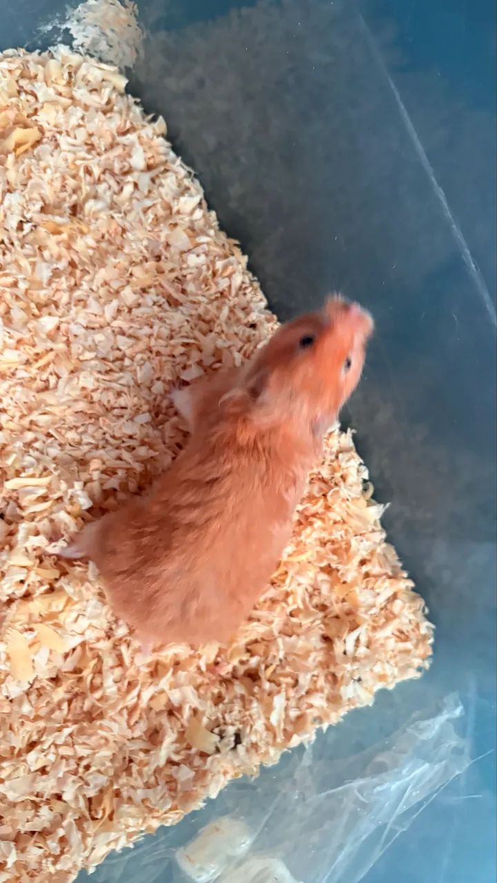 Hamster doação 