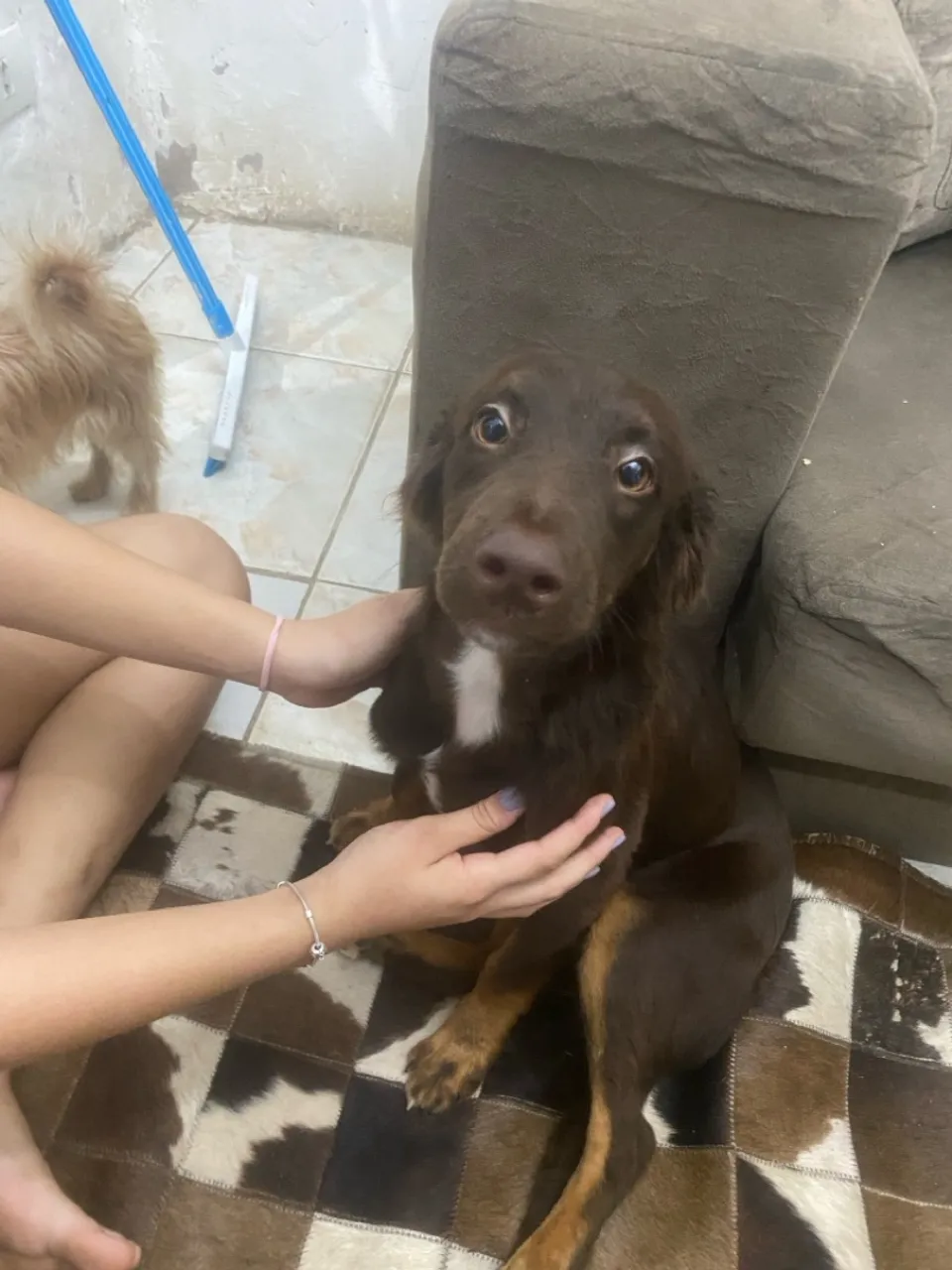 cachorro da raça Flat-Coated Retriever DOAÇÃO
