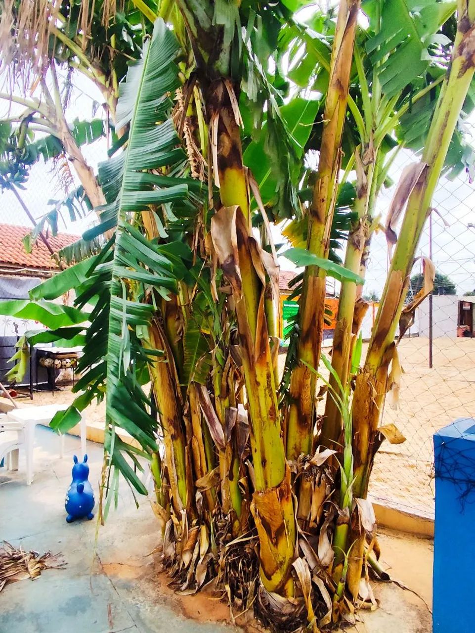 Doação de bananeiras (Prata e Maçã) - Foto 3